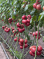 Насіння томату Монсеррат (Монсерат) F1 (Monserrat F1) Manier Seeds 1000, фото 3