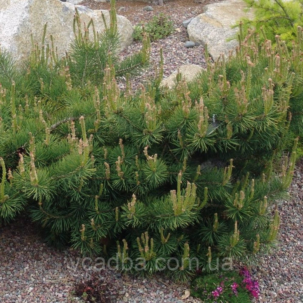 Сосна звичайна Хіллсайд Кріпер щеплена, фото 1