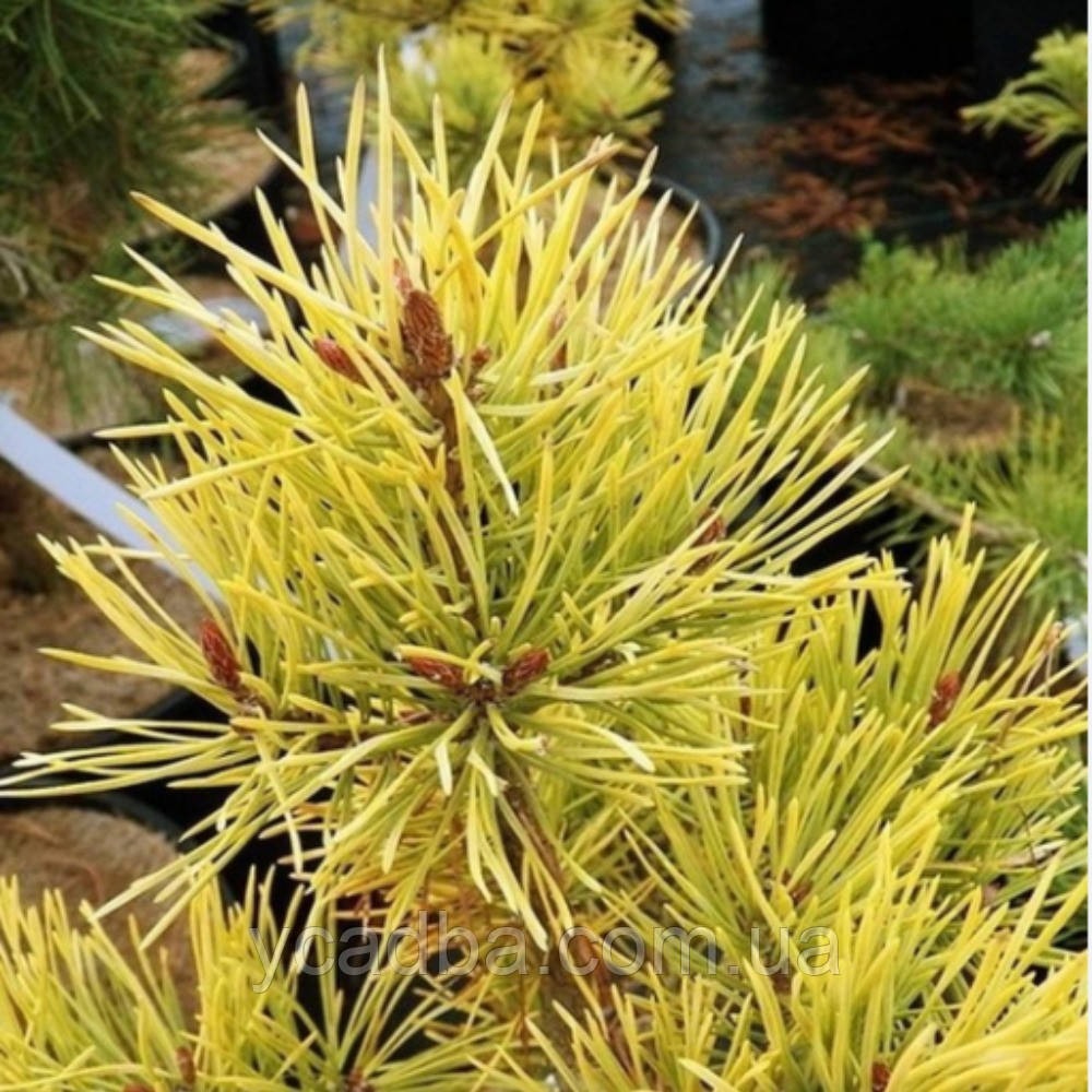Сосна звичайна Ауреа щеплена, фото 1