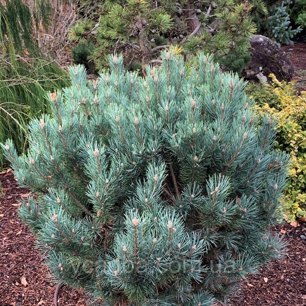 Сосна звичайна Ватерері щеплена, фото 1