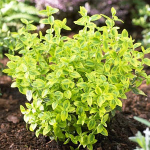 Бересклет - купить в Черновицкой области от компании 