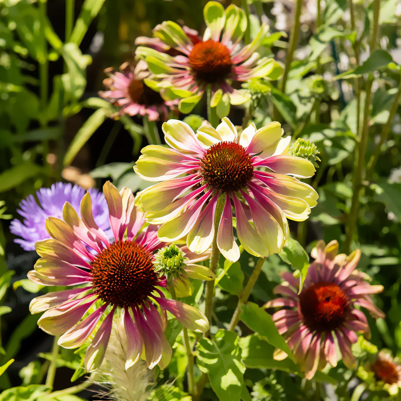 Саджанці Ехінацеї Пурпурової Green Twister (Echinacea Purpurea Green Twister) P9, фото 1