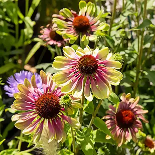 Саджанці Ехінацеї Пурпурової Green Twister (Echinacea Purpurea Green Twister) P9