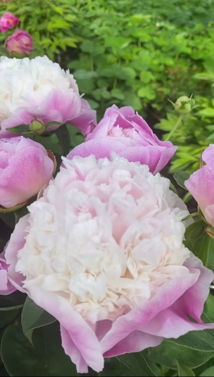 Пион She's My Star Шиз Май Стар (Klehm 2000) (саженцы), фото 1