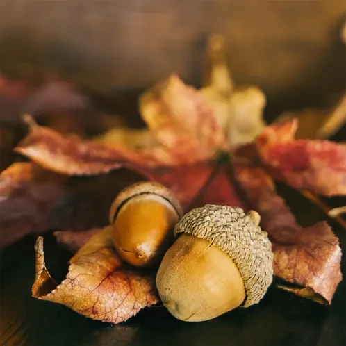 Аромаолія Кленовий лист і шлунок (CandleScience Maple Leaf and Acorn)