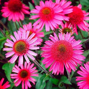 Саджанці Ехінацеї Пурпурової Delicious Candy (Echinacea Purpurea Delicious Candy) P9