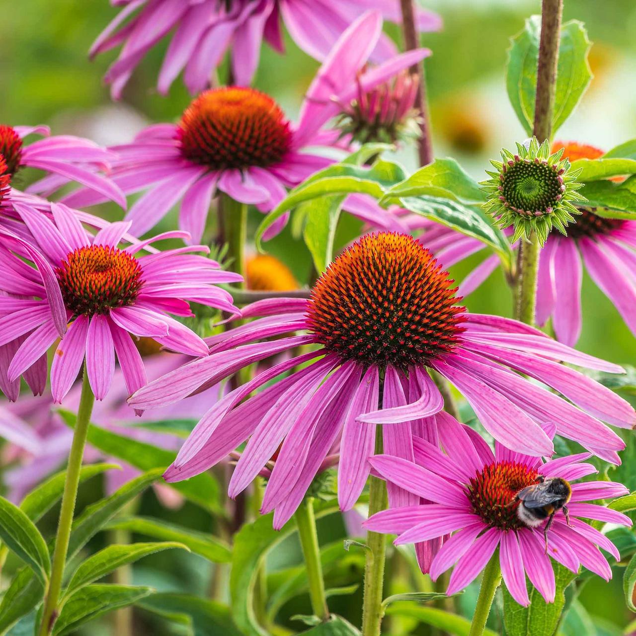 Саджанці Ехінацеї Пурпурової (Echinacea Purpurea) P9, фото 1