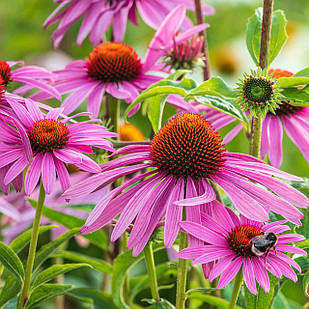 Саджанці Ехінацеї Пурпурової (Echinacea Purpurea) P9