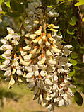 Акація біла насіння (1 г прибл. 50 шт) (Robinia pseudoacacia) робінія звичайна псевдоакація, фото 6