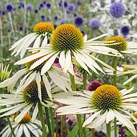 Саджанці Ехінацеї Пурпурової White Swan (Echinacea Purpurea White Swan) P9