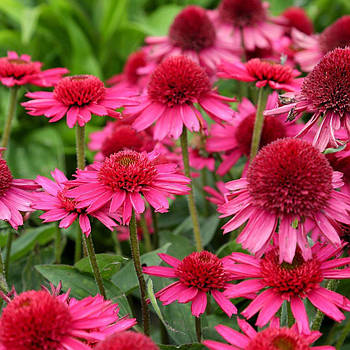 Саджанці Ехінацеї Пурпурової Delicious Candy (Echinacea Purpurea Delicious Candy) P9