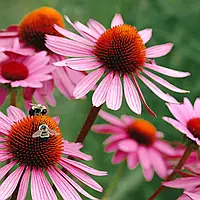 Саджанці Ехінацеї Пурпурової (Echinacea Purpurea) P9