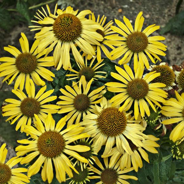 Саджанці Ехінацеї Пурпурової Cleopatra (Echinacea Purpurea Cleopatra) P9