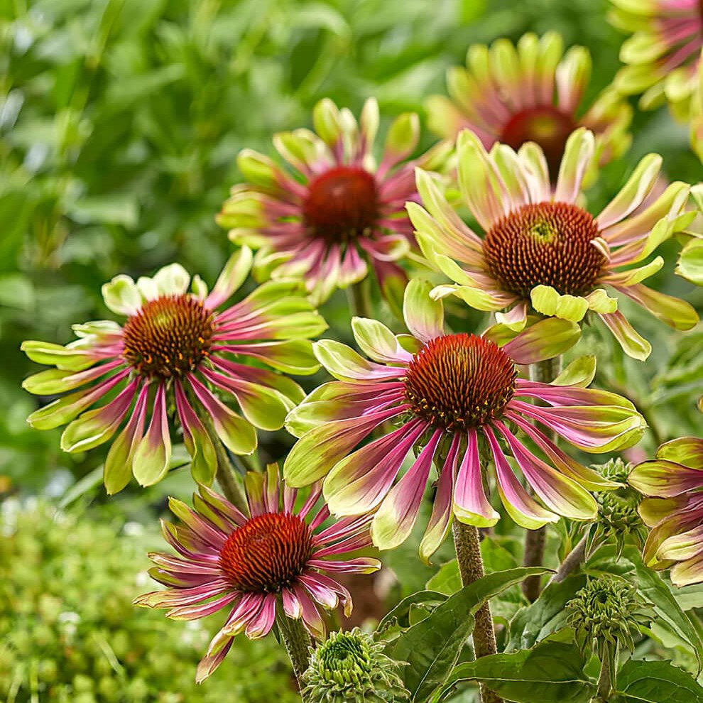 Саджанці Ехінацеї Пурпурової Green Twister (Echinacea Purpurea Green Twister) P9