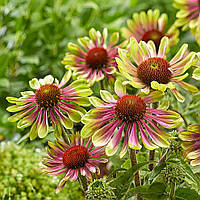 Саджанці Ехінацеї Пурпурової Green Twister (Echinacea Purpurea Green Twister) P9