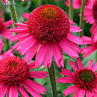 Саджанці Ехінацеї Пурпурової Delicious Candy (Echinacea Purpurea Delicious Candy) P9