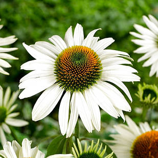 Саджанці Ехінацеї Пурпурової White Swan (Echinacea Purpurea White Swan) P9