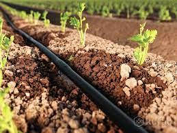 Крапельний полив: ефективне рішення для сучасного землеробства