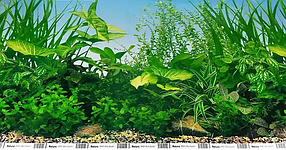 Фон односторонній тонкий,   №9051, 40 см, (рулон 25 м).