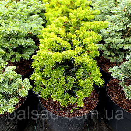 Ялиця грецька Грегс Брум / С10 / h 30-40 / Abies Greg's Broom, фото 1