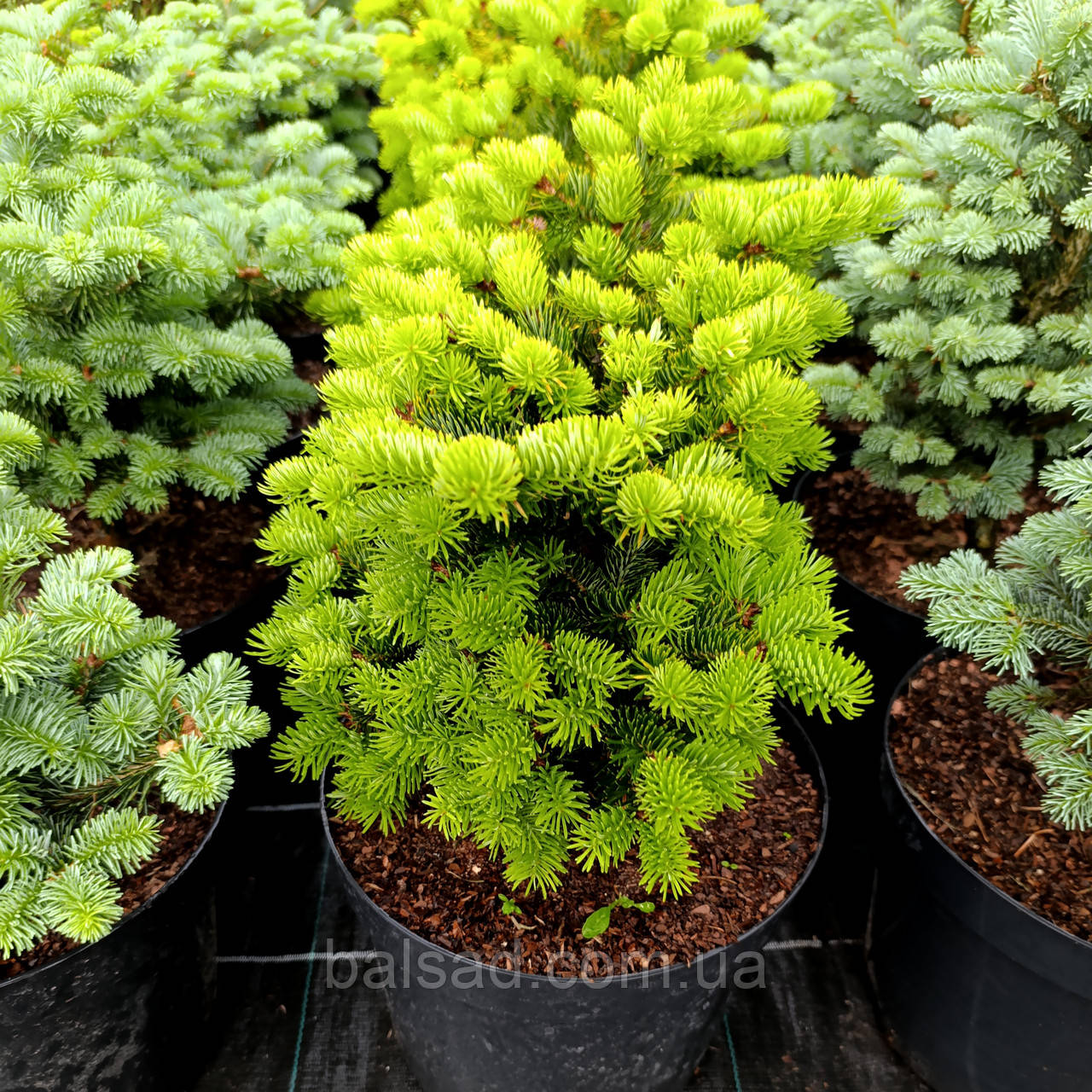 Ялиця грецька Грегс Брум / С10 / h 30-40 / Abies Greg's Broom