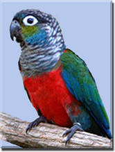 Перловий папужка або голубощекий пиррура Pyrrhura perlata
