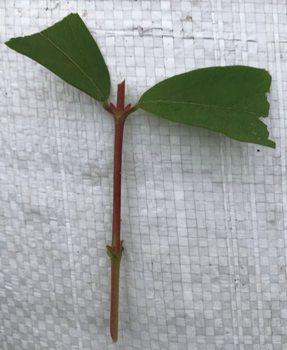 Жимолость їстівна бореаліс. Черевики напівїстривкі для укоренення., фото 1