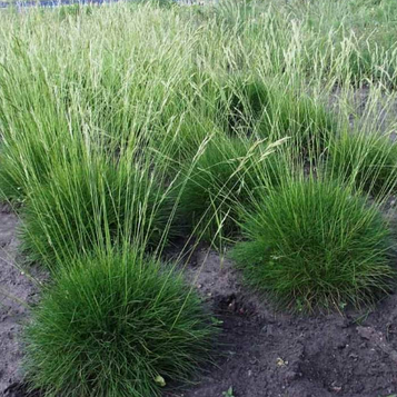 Вівсяниця Готьє р9