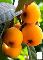 Саджанці мушмули японської, (Локва, Eriobotrya japonica), 20-30 см