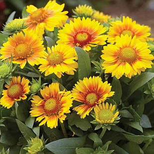 Саджанці Гайлардії великоквіткової Арізона Апрікот (Gaillardia aristata Arizona Apricot) Р9