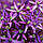 Алліум гігантський Purple Sensation 10/12, фото 3