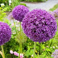 Алліум гігантський Purple Sensation 10/12
