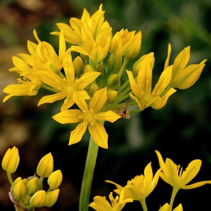 Алліум декоративний Moly 5+