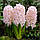 Гіацинт China Pink 15/16, фото 3