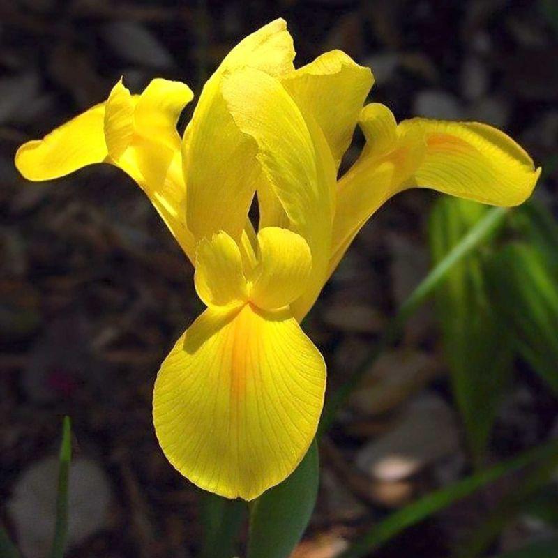 Ірис Голландський Golden Harvest 7/8