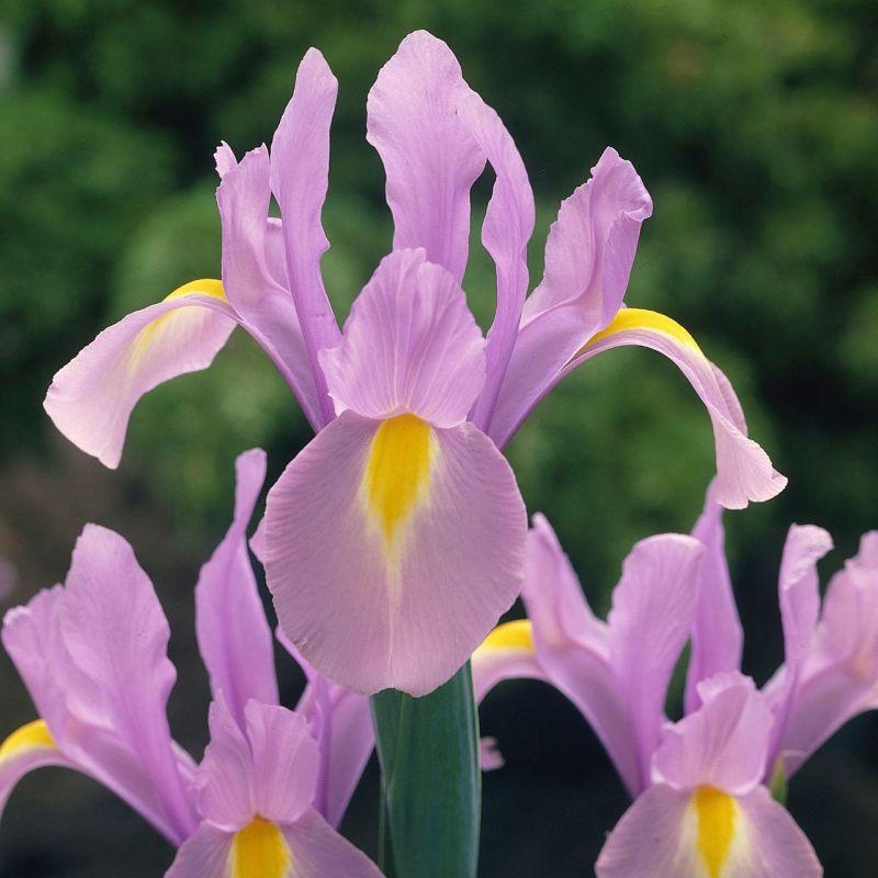 Ірис Голландський Rosario 8+