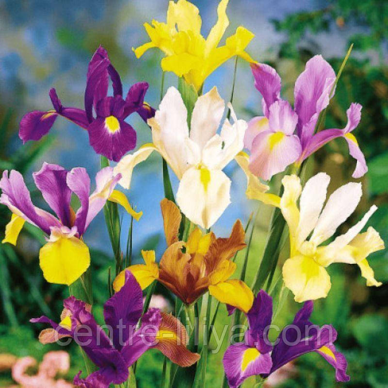Ірис Голландський суміш 6/7