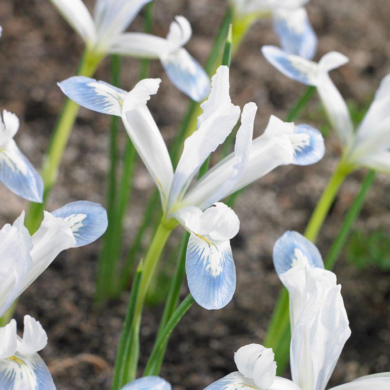 Ірис сітчастий Frozen Planet 6+, фото 1