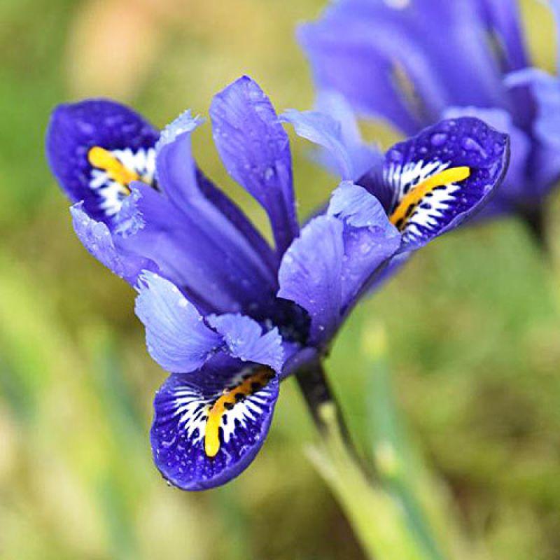 Ірис сітчастий Rhapsody 5/6