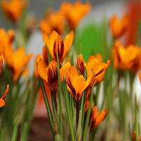 Крокус ботанічний Balansae 5/7