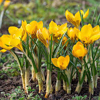 Крокус ботанічний Fuscotinctus 5/7