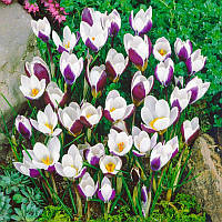 Крокус ботанічний Ladykiller 5/7