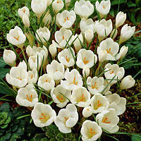 Крокус ботанічний Miss Vain 5/7