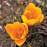 Крокус великоквітковий Golden Yellow 9/10