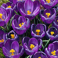 Крокус великоквітковий Victor Hugo 10+