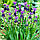Мускарі Comosum 6+, фото 3