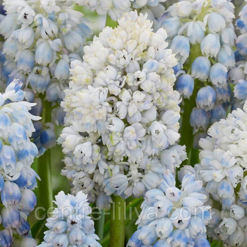 Мускарі Nature's Beauty 8/9