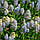 Мускарі Nature's Beauty 8/9, фото 4
