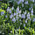 Мускарі Peppermint 8/9, фото 4