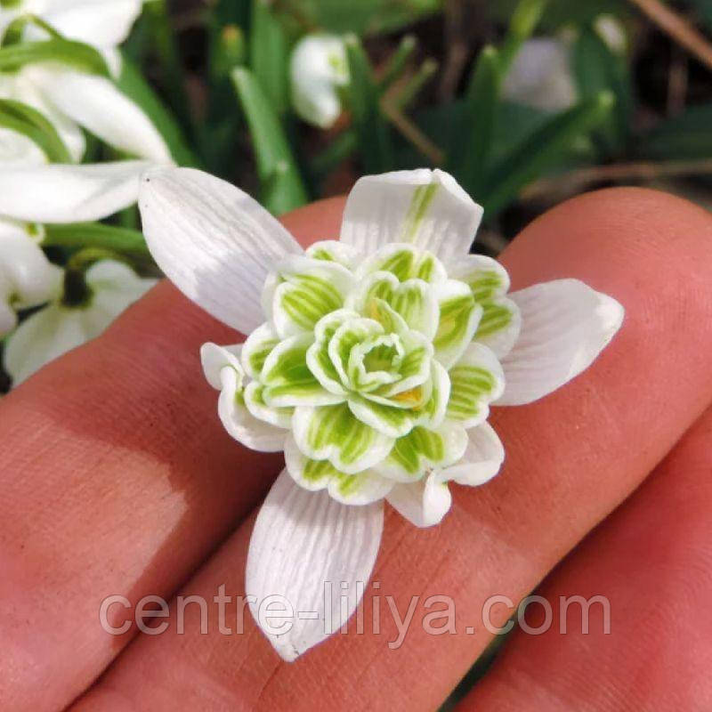 Проліска (Галантус) Flore Pleno 4/5